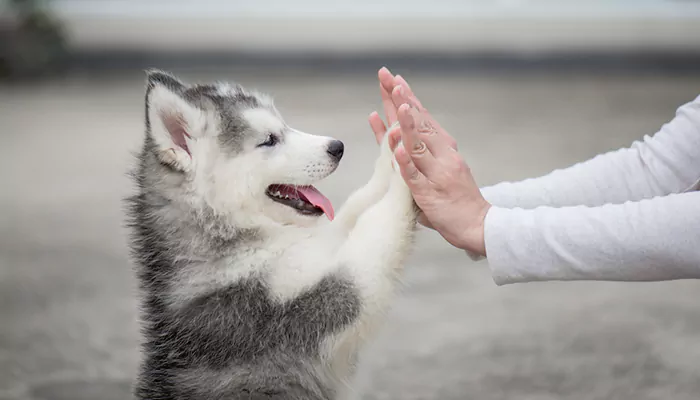 Keeping Your Siberian Husky's Coat Healthy: Grooming Tips for Shedding Season